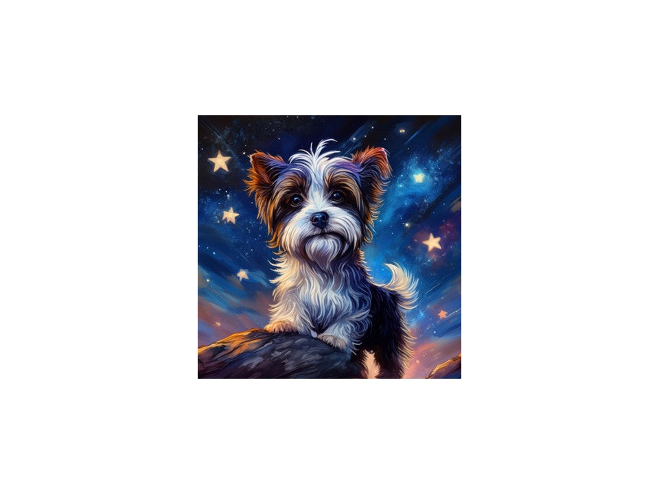 Biewer Terrier Stary Night