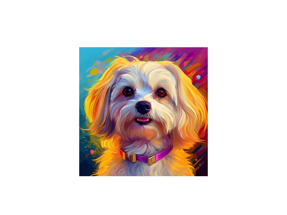 Havanese Elegance                   Colors